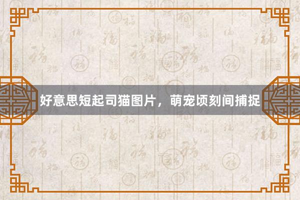 好意思短起司猫图片,萌宠顷刻间捕捉